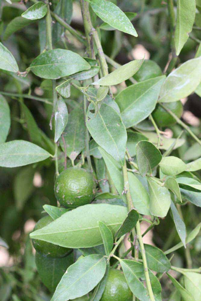              Sun leaves (Riverside, CA)       